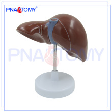 PNT-0469 medical gift anatomical liver model